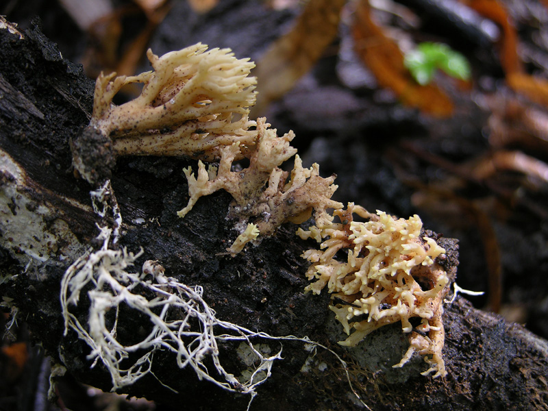 Clavulina sp.?